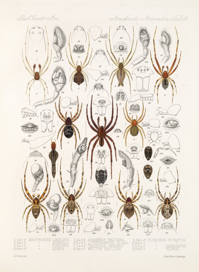 Frederick DuCane Godman - Arachnida Araneidea Pl 38