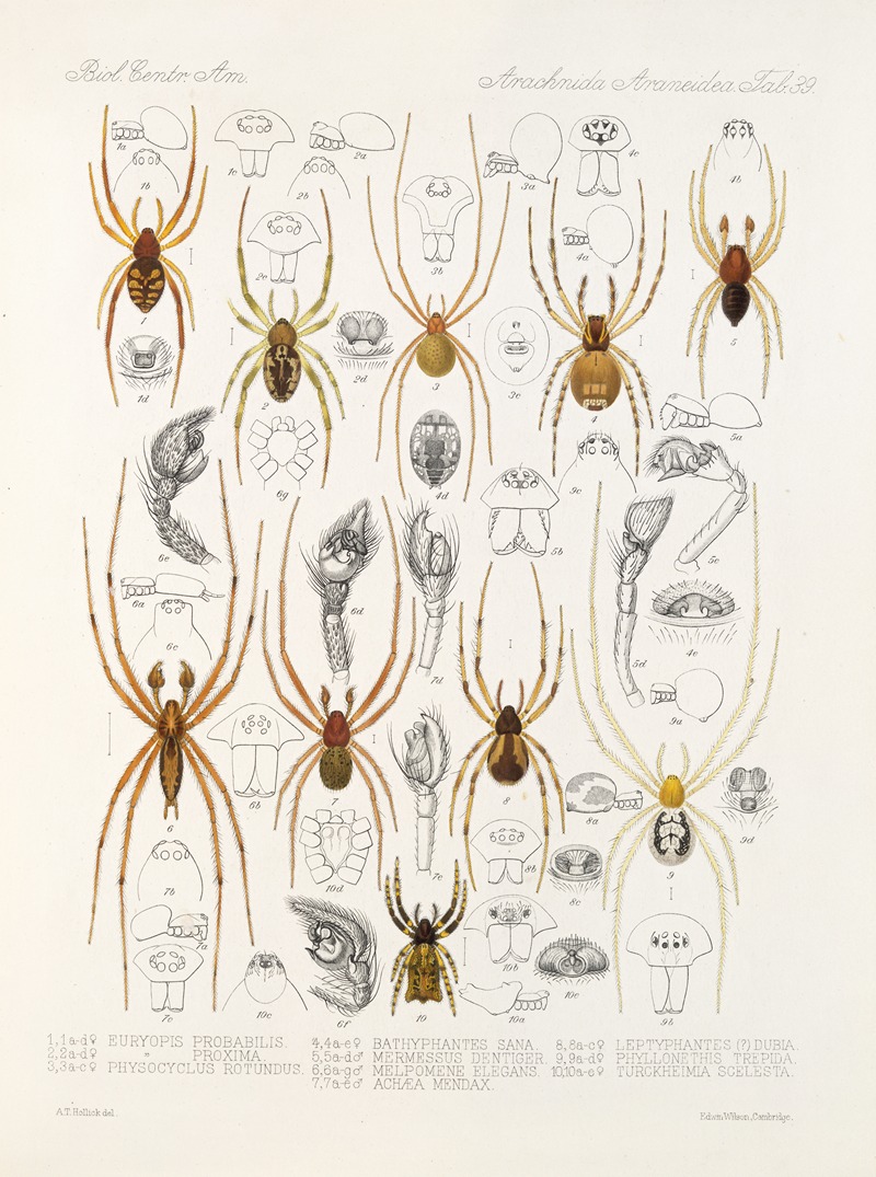 Frederick DuCane Godman - Arachnida Araneidea Pl 39
