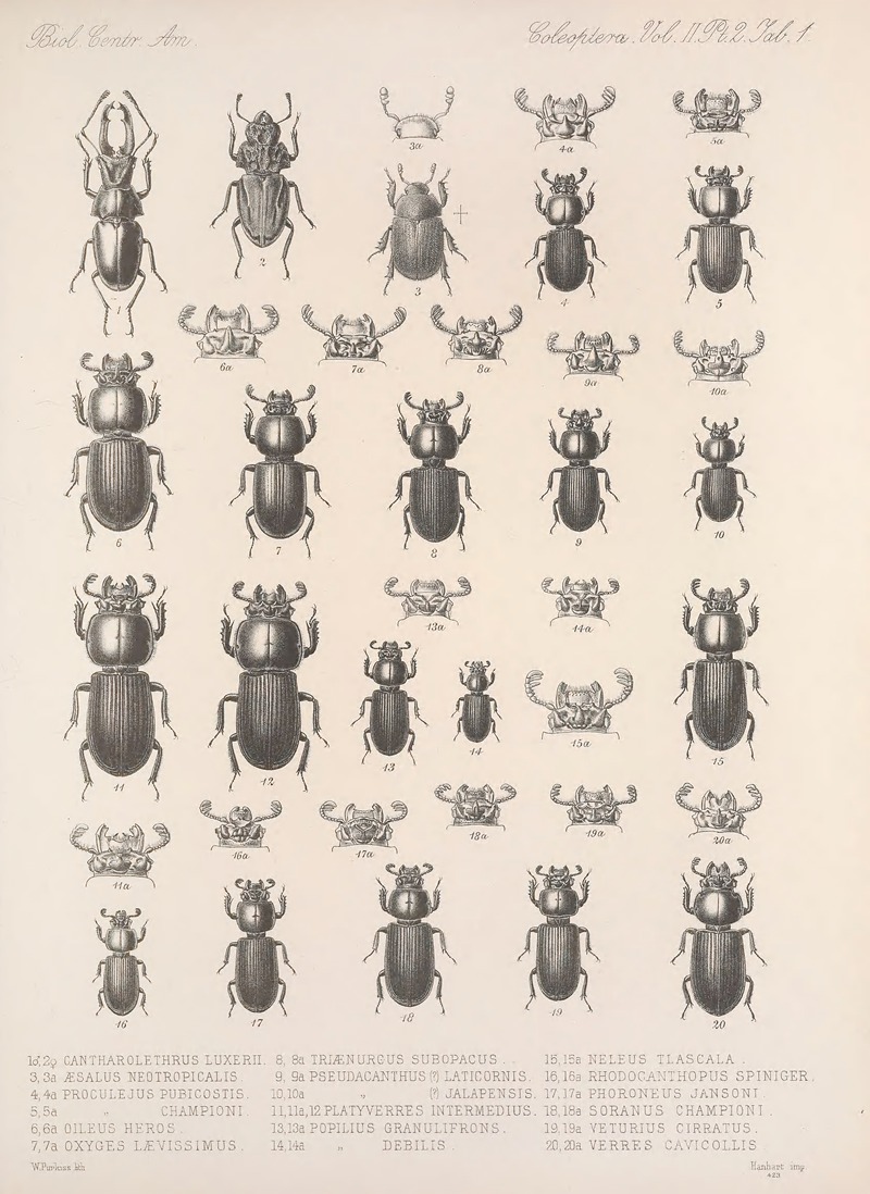 Frederick DuCane Godman - Insecta Coleoptera Pl 001