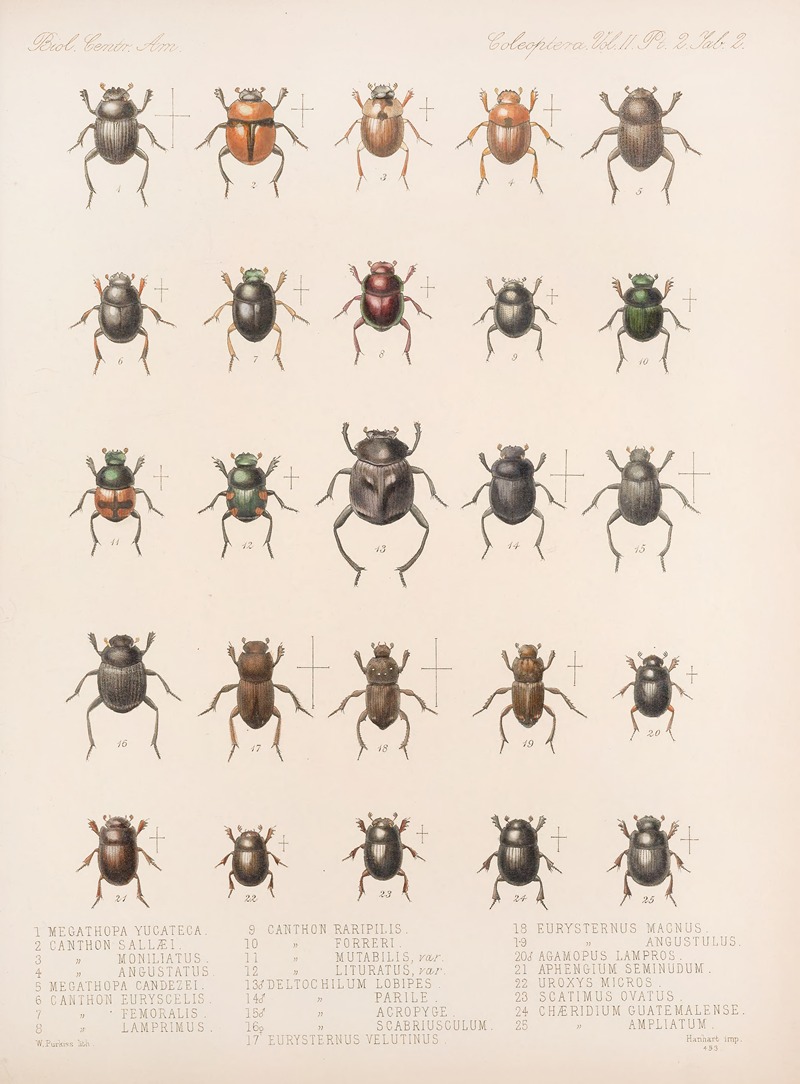 Frederick DuCane Godman - Insecta Coleoptera Pl 002
