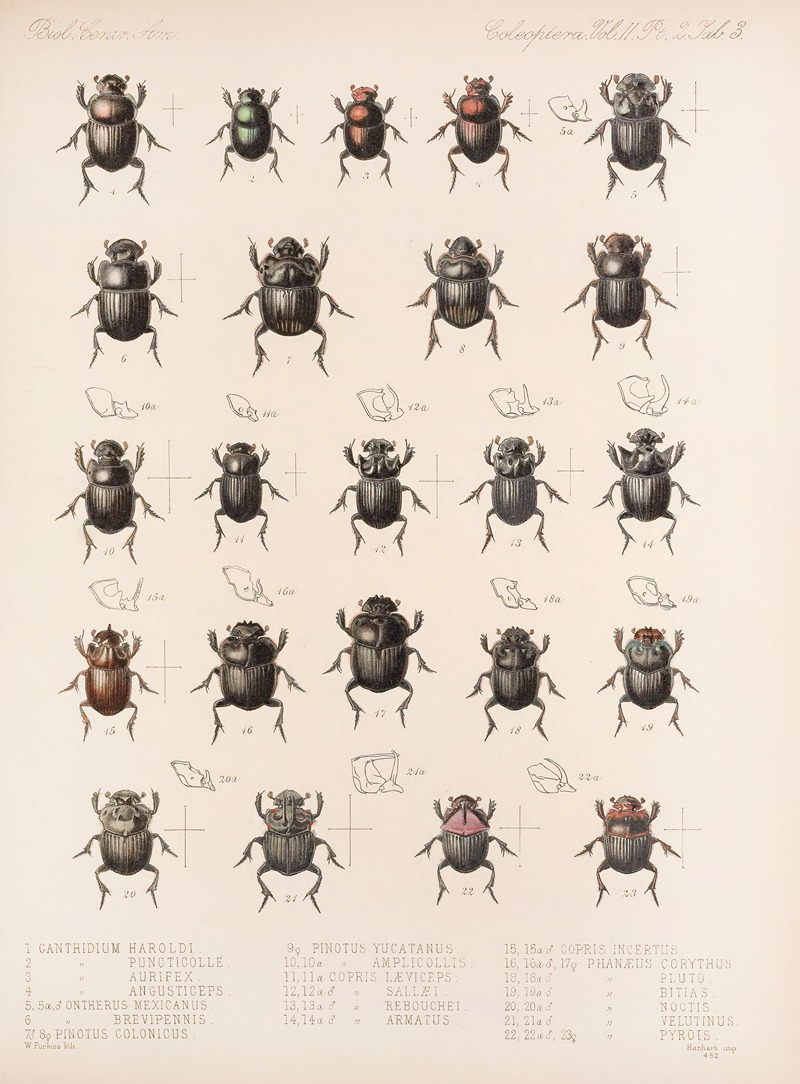 Frederick DuCane Godman - Insecta Coleoptera Pl 003