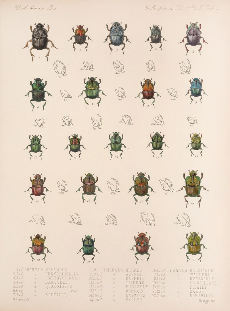 Frederick DuCane Godman - Insecta Coleoptera Pl 004