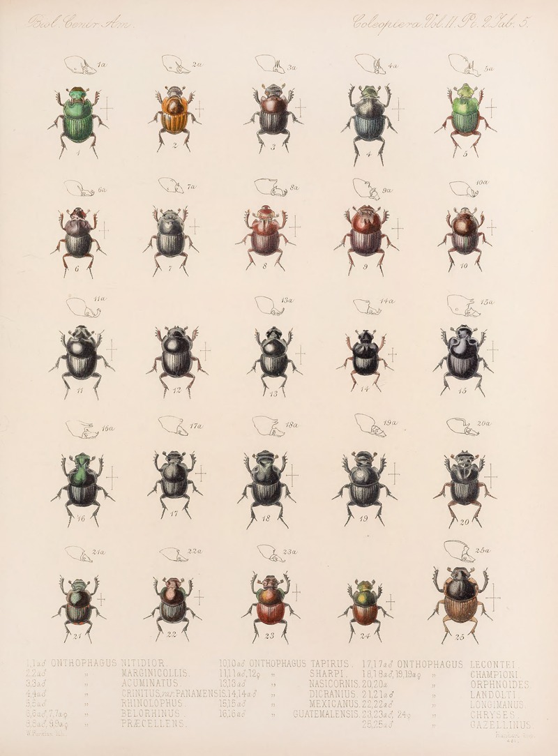 Frederick DuCane Godman - Insecta Coleoptera Pl 005