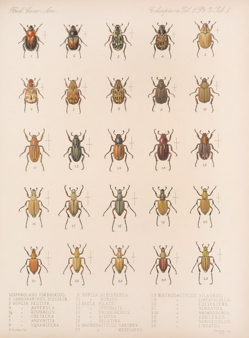 Frederick DuCane Godman - Insecta Coleoptera Pl 008