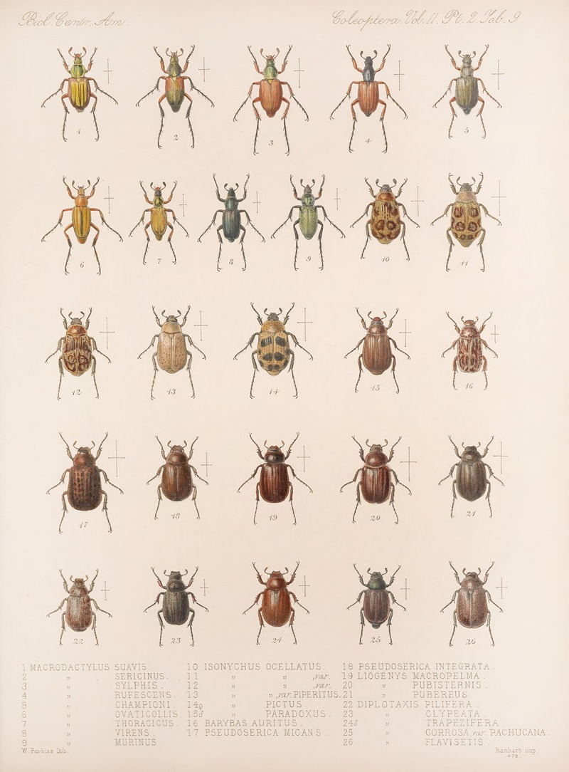 Frederick DuCane Godman - Insecta Coleoptera Pl 009