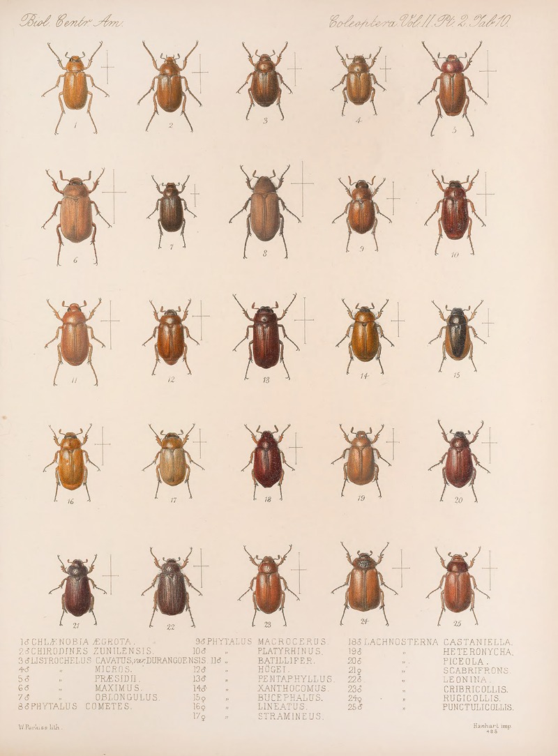 Frederick DuCane Godman - Insecta Coleoptera Pl 010