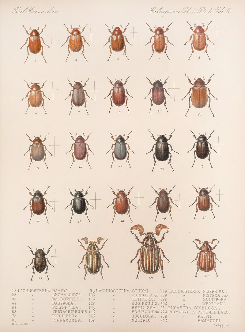 Frederick DuCane Godman - Insecta Coleoptera Pl 011