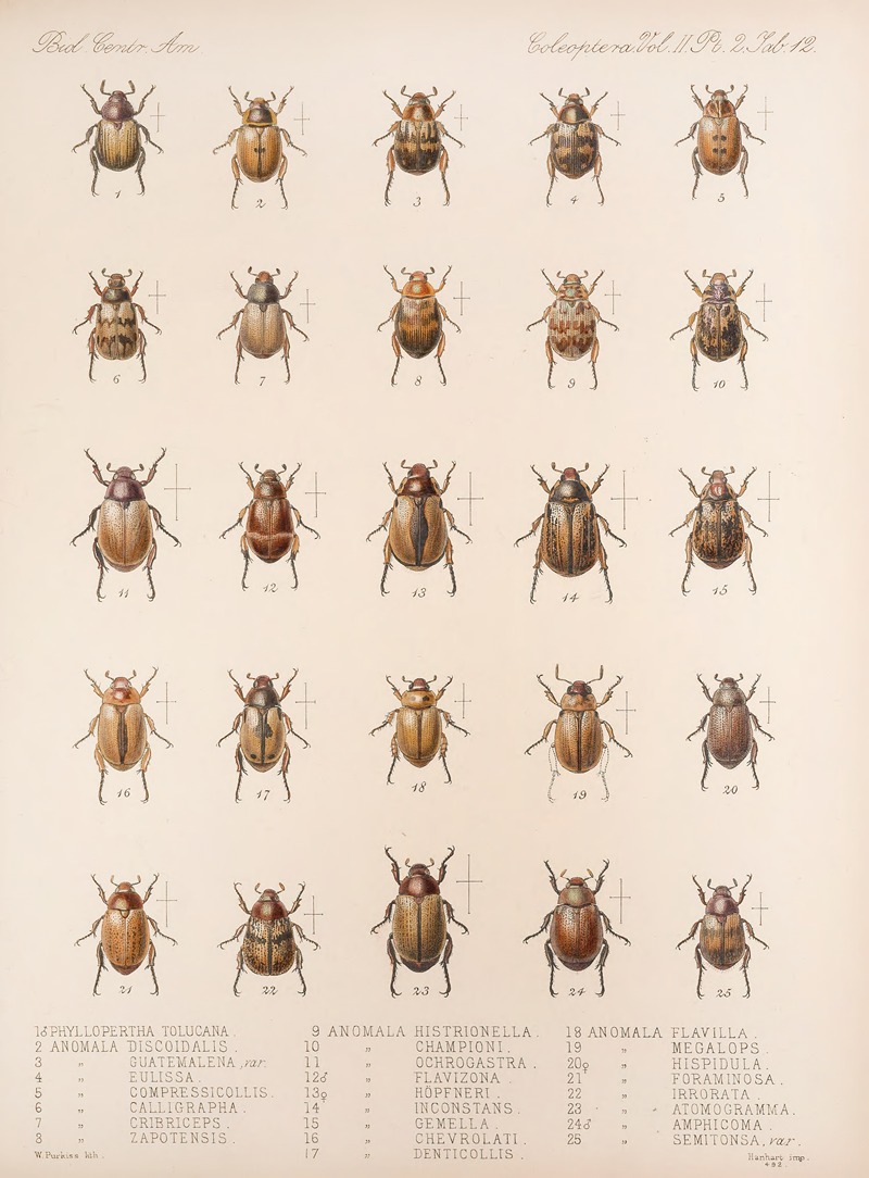 Frederick DuCane Godman - Insecta Coleoptera Pl 012