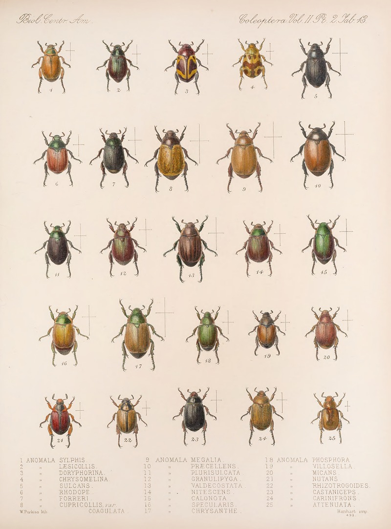 Frederick DuCane Godman - Insecta Coleoptera Pl 013