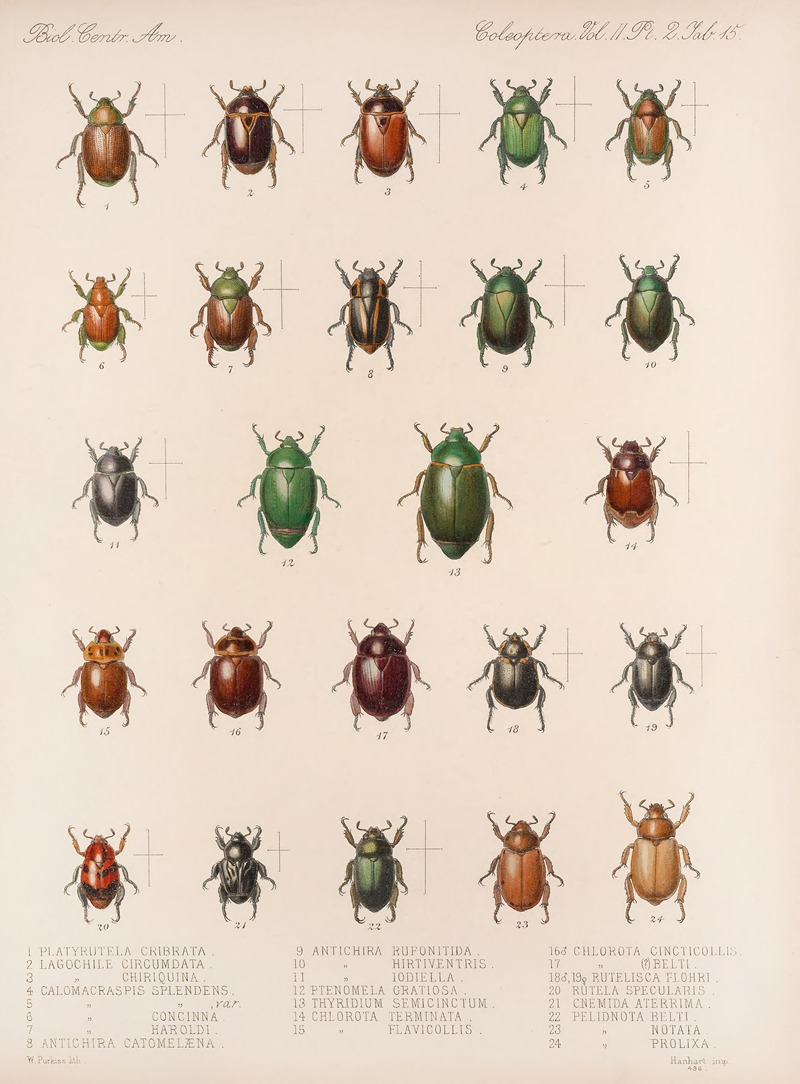 Frederick DuCane Godman - Insecta Coleoptera Pl 015