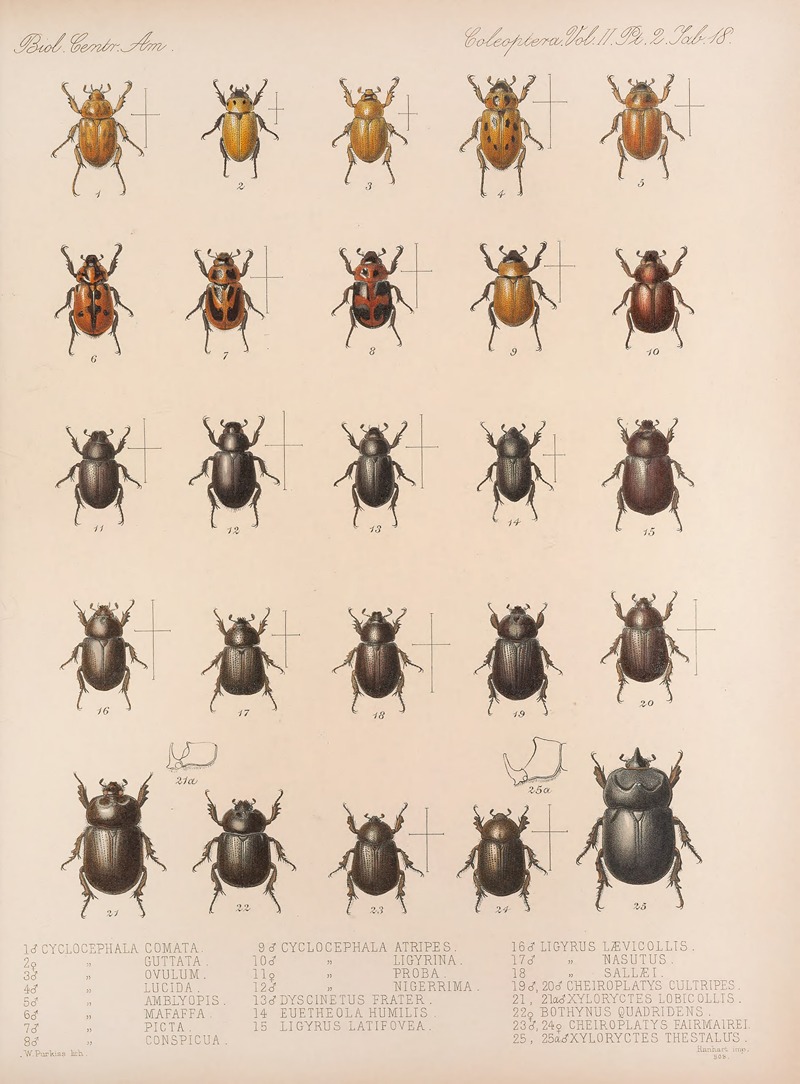 Frederick DuCane Godman - Insecta Coleoptera Pl 018