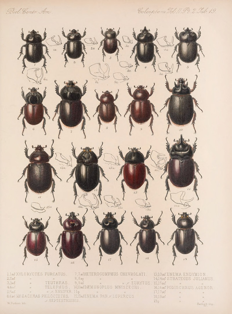 Frederick DuCane Godman - Insecta Coleoptera Pl 019