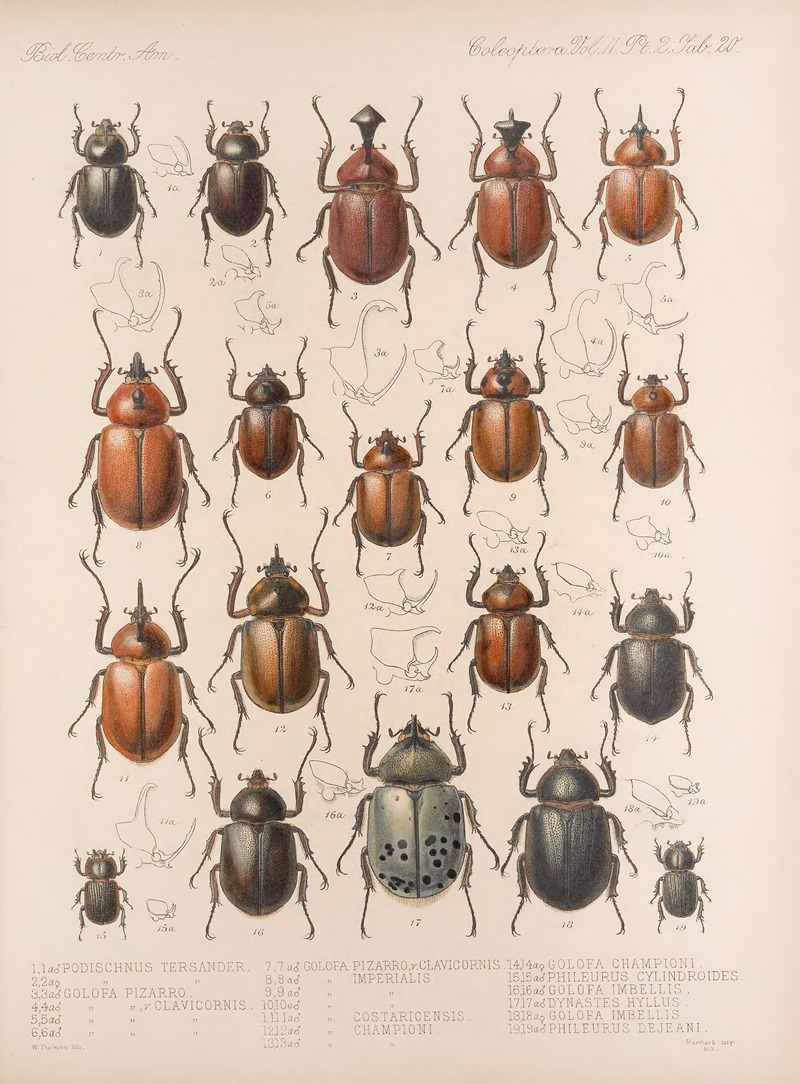 Frederick DuCane Godman - Insecta Coleoptera Pl 020