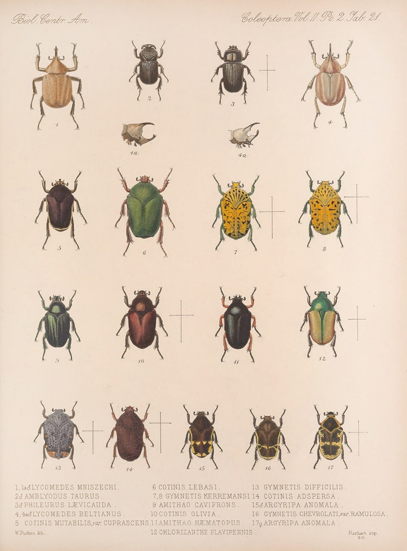 Frederick DuCane Godman - Insecta Coleoptera Pl 021