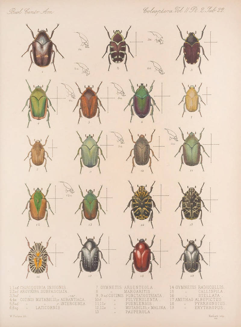Frederick DuCane Godman - Insecta Coleoptera Pl 022