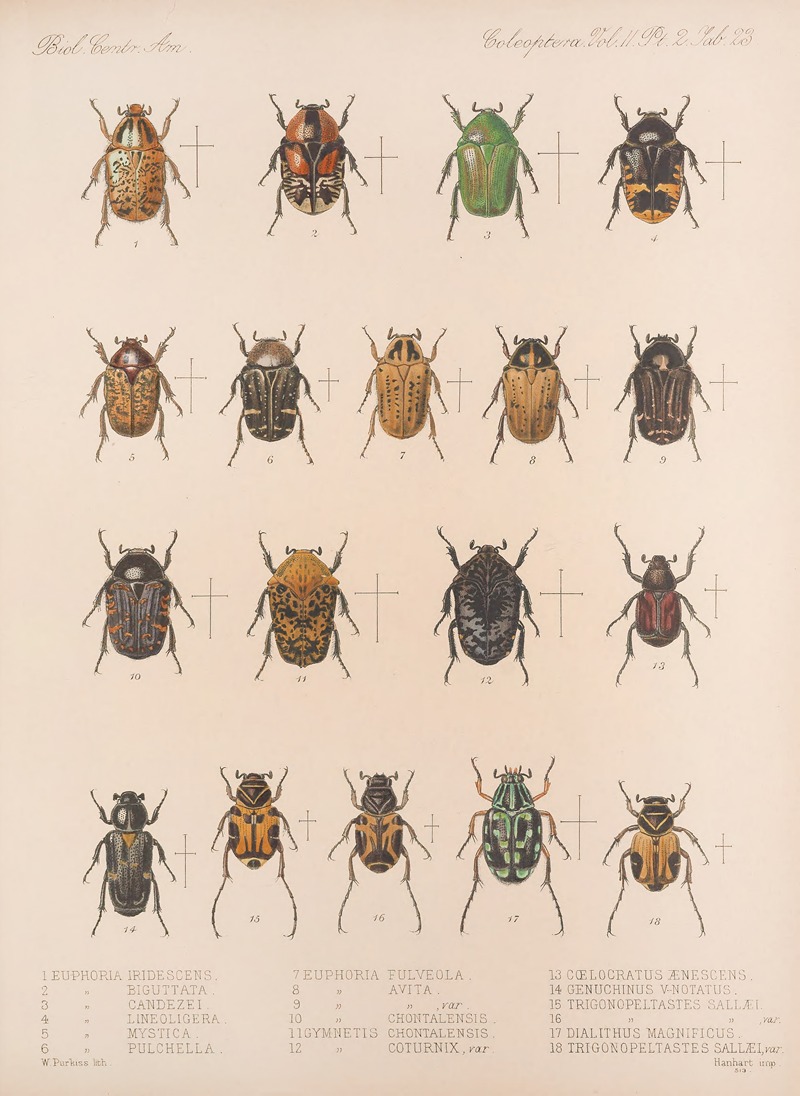 Frederick DuCane Godman - Insecta Coleoptera Pl 023