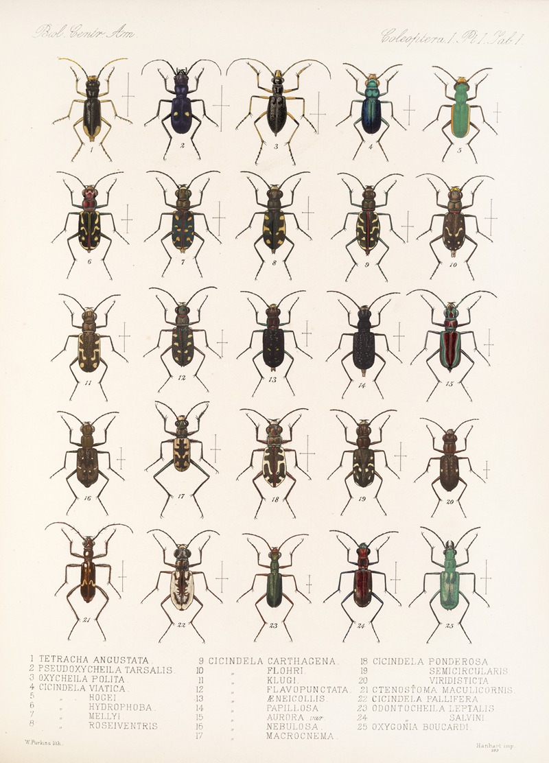 Frederick DuCane Godman - Insecta Coleoptera Pl 025