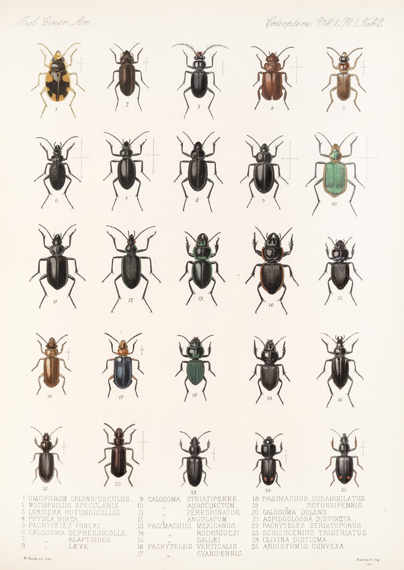 Frederick DuCane Godman - Insecta Coleoptera Pl 026