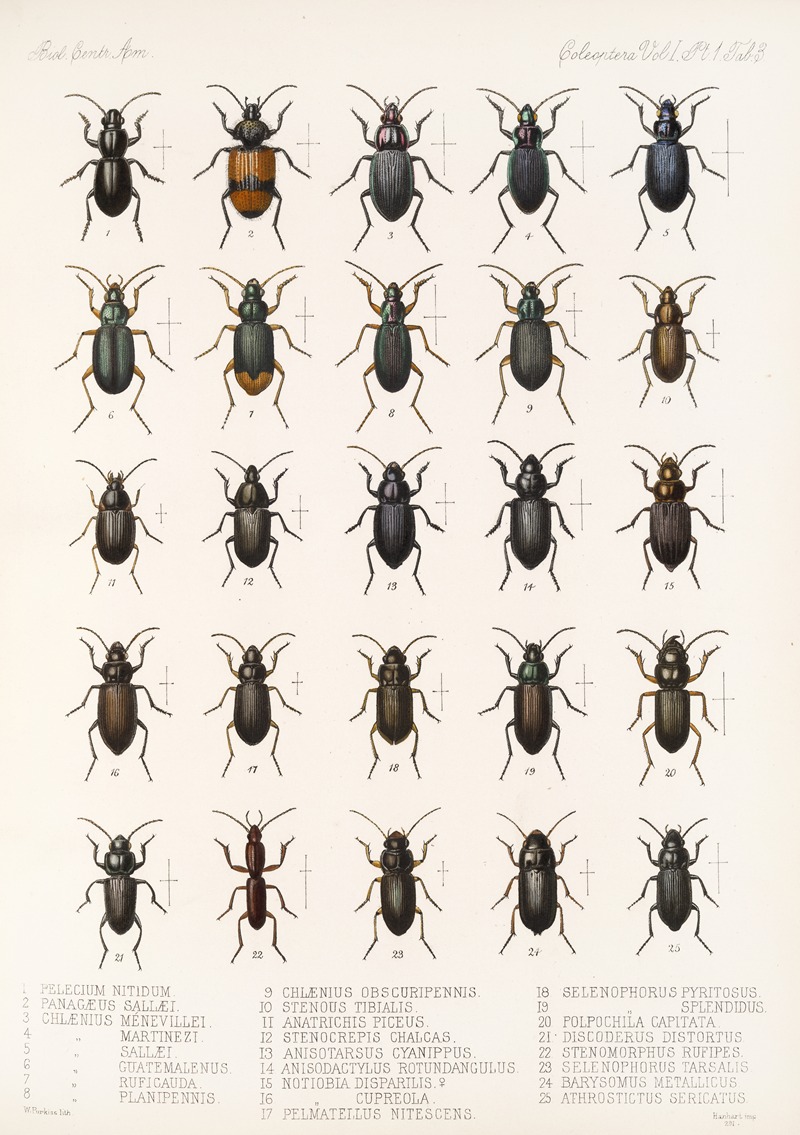 Frederick DuCane Godman - Insecta Coleoptera Pl 027