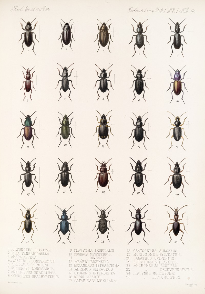 Frederick DuCane Godman - Insecta Coleoptera Pl 028