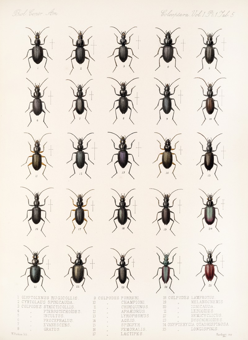 Frederick DuCane Godman - Insecta Coleoptera Pl 029