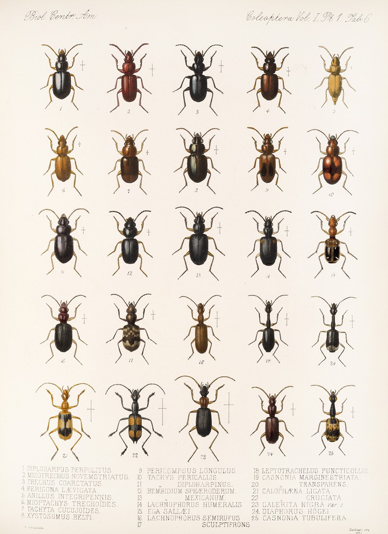 Frederick DuCane Godman - Insecta Coleoptera Pl 030
