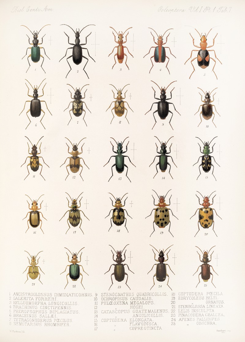 Frederick DuCane Godman - Insecta Coleoptera Pl 031