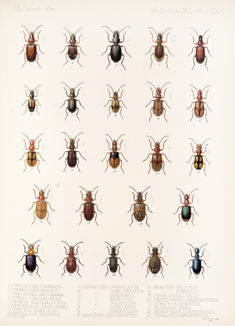 Frederick DuCane Godman - Insecta Coleoptera Pl 032