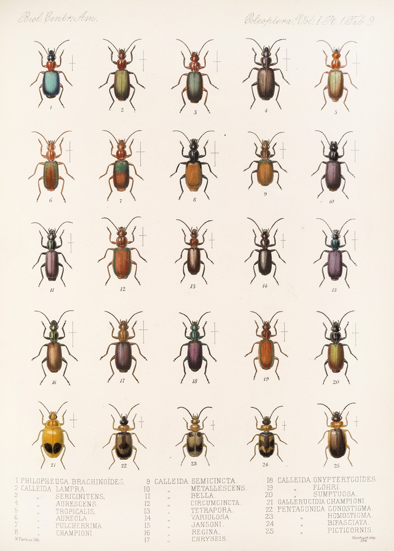 Frederick DuCane Godman - Insecta Coleoptera Pl 033