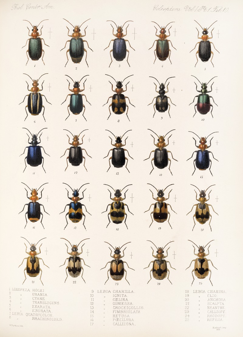Frederick DuCane Godman - Insecta Coleoptera Pl 034