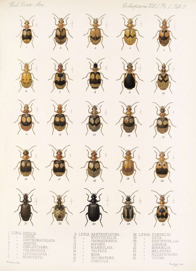 Frederick DuCane Godman - Insecta Coleoptera Pl 035