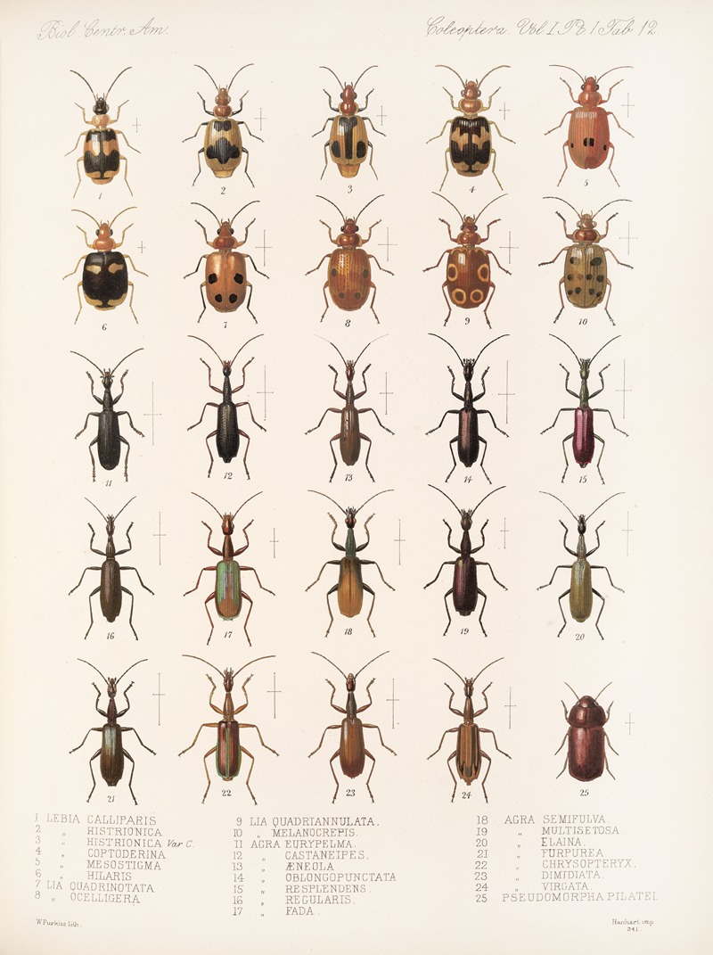 Frederick DuCane Godman - Insecta Coleoptera Pl 036