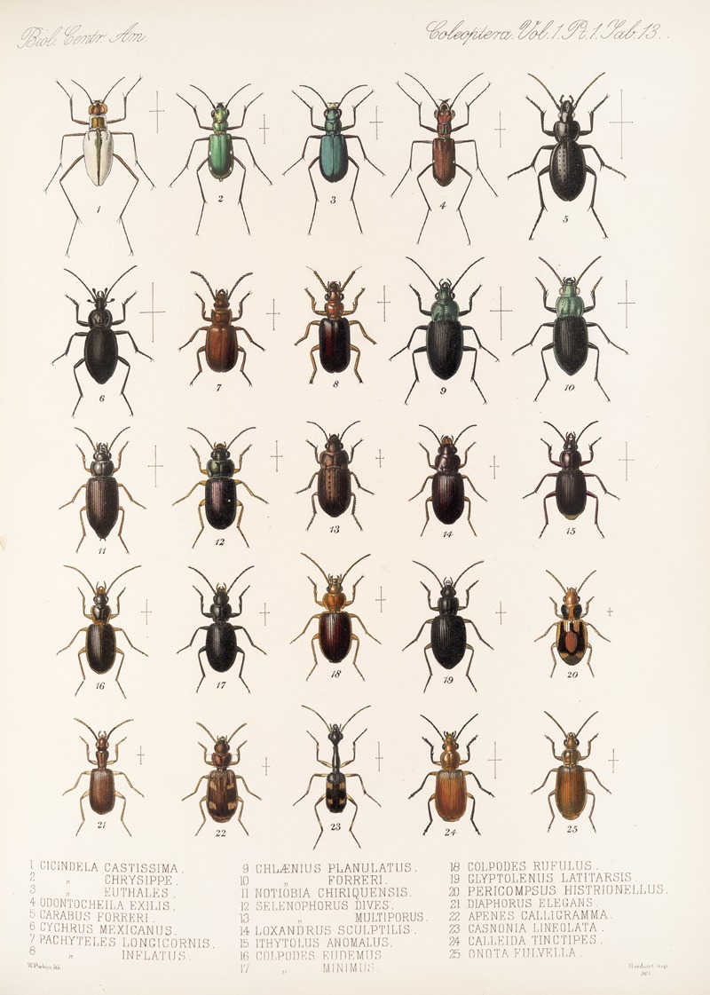 Frederick DuCane Godman - Insecta Coleoptera Pl 037