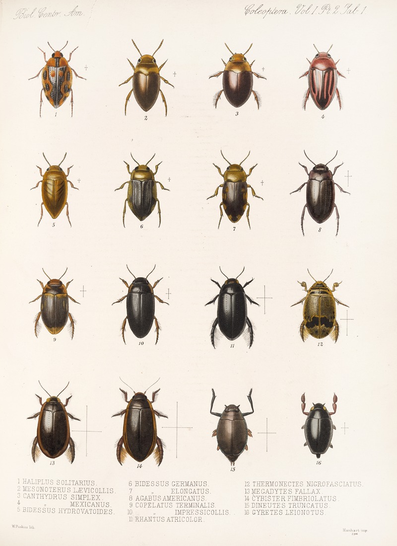 Frederick DuCane Godman - Insecta Coleoptera Pl 038