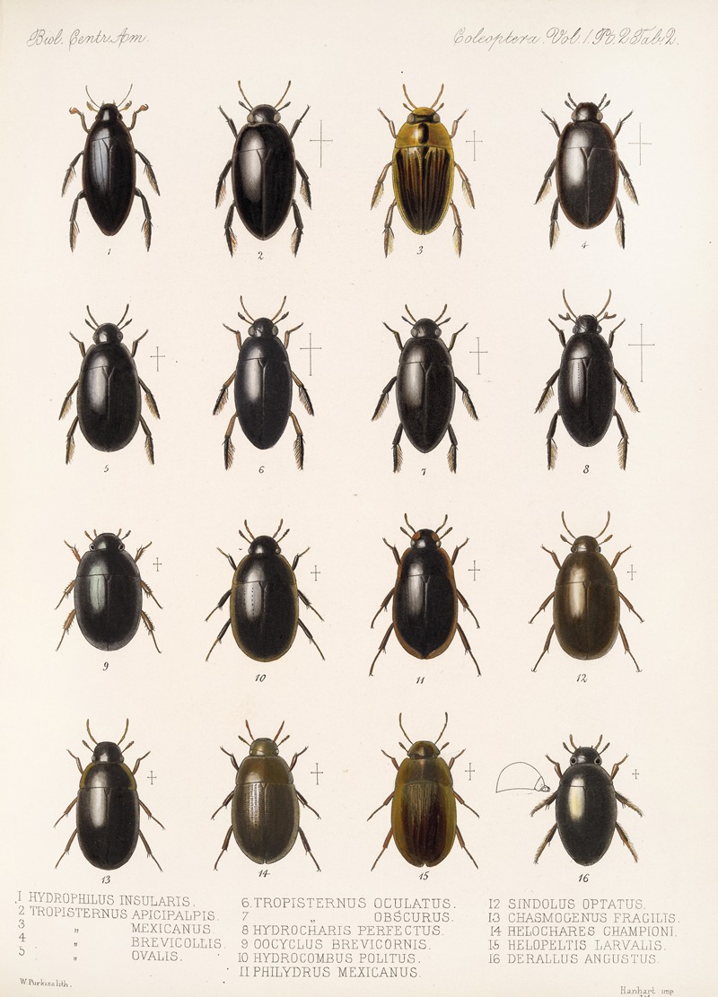 Frederick DuCane Godman - Insecta Coleoptera Pl 039