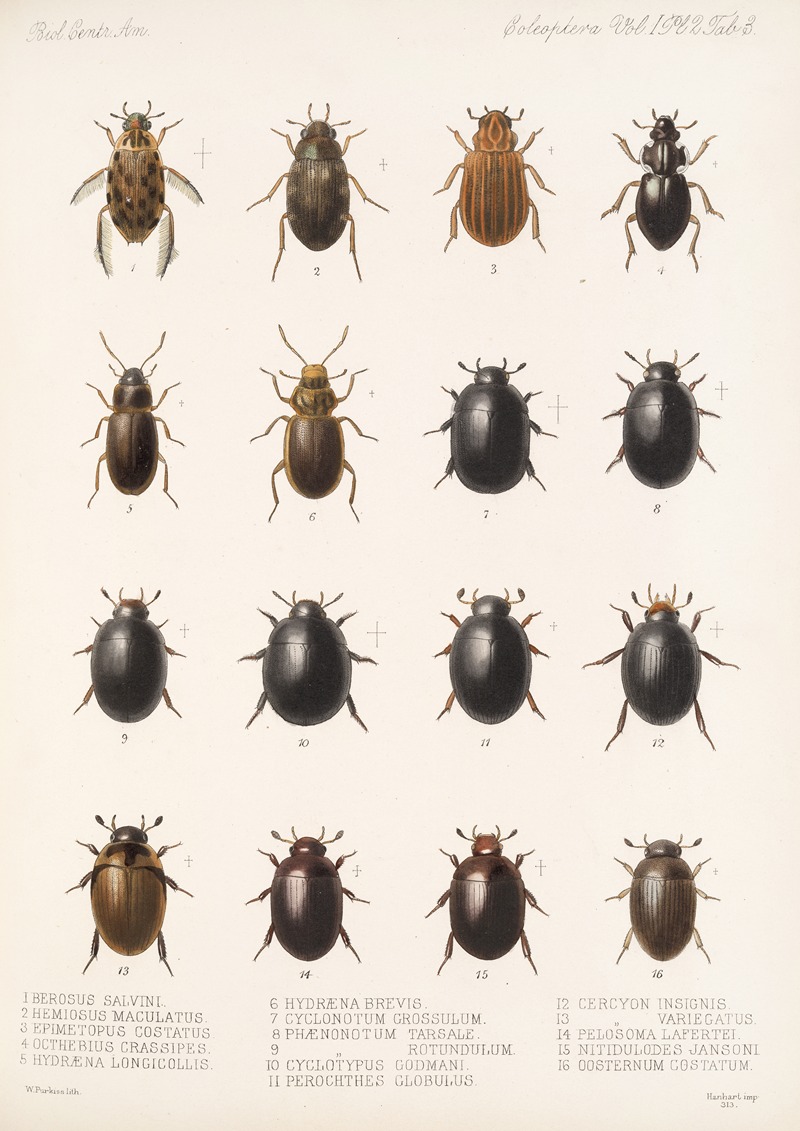 Frederick DuCane Godman - Insecta Coleoptera Pl 040
