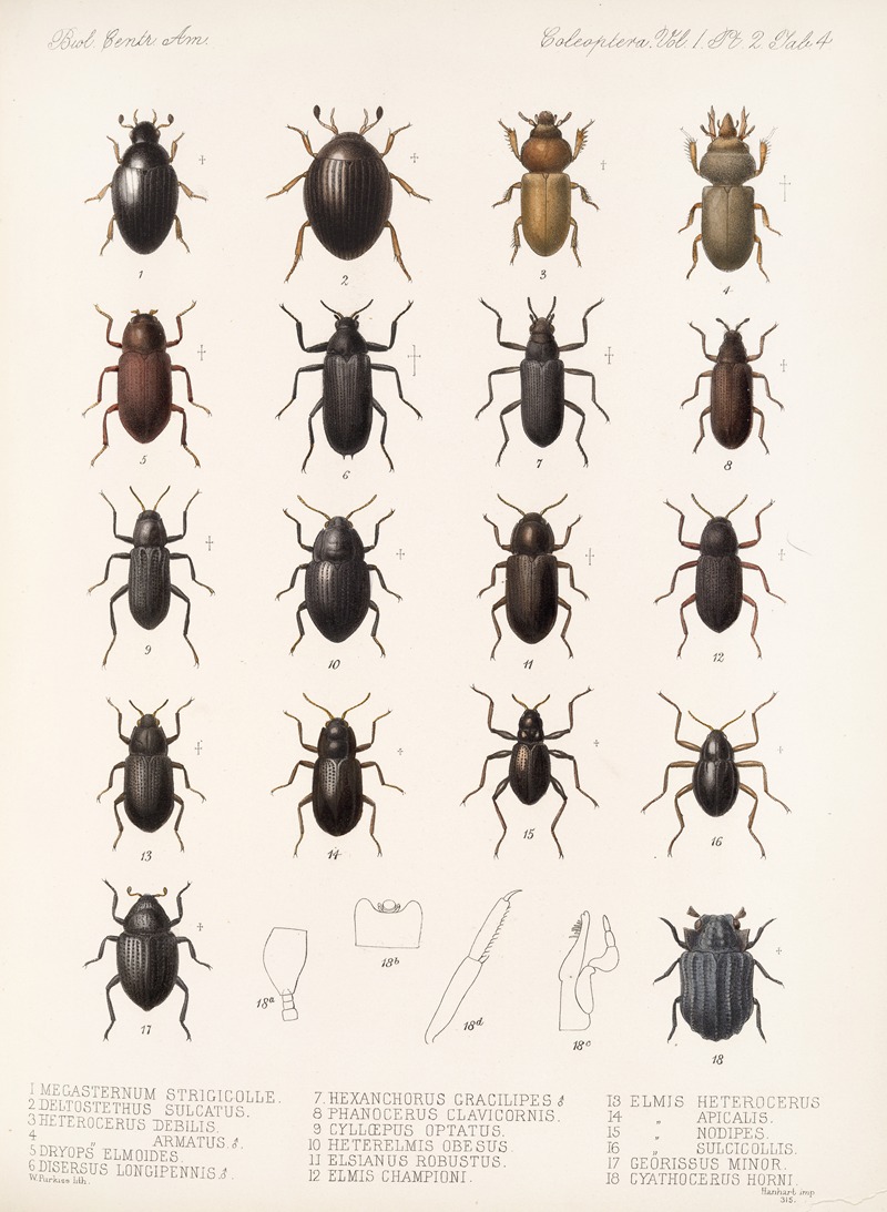 Frederick DuCane Godman - Insecta Coleoptera Pl 041