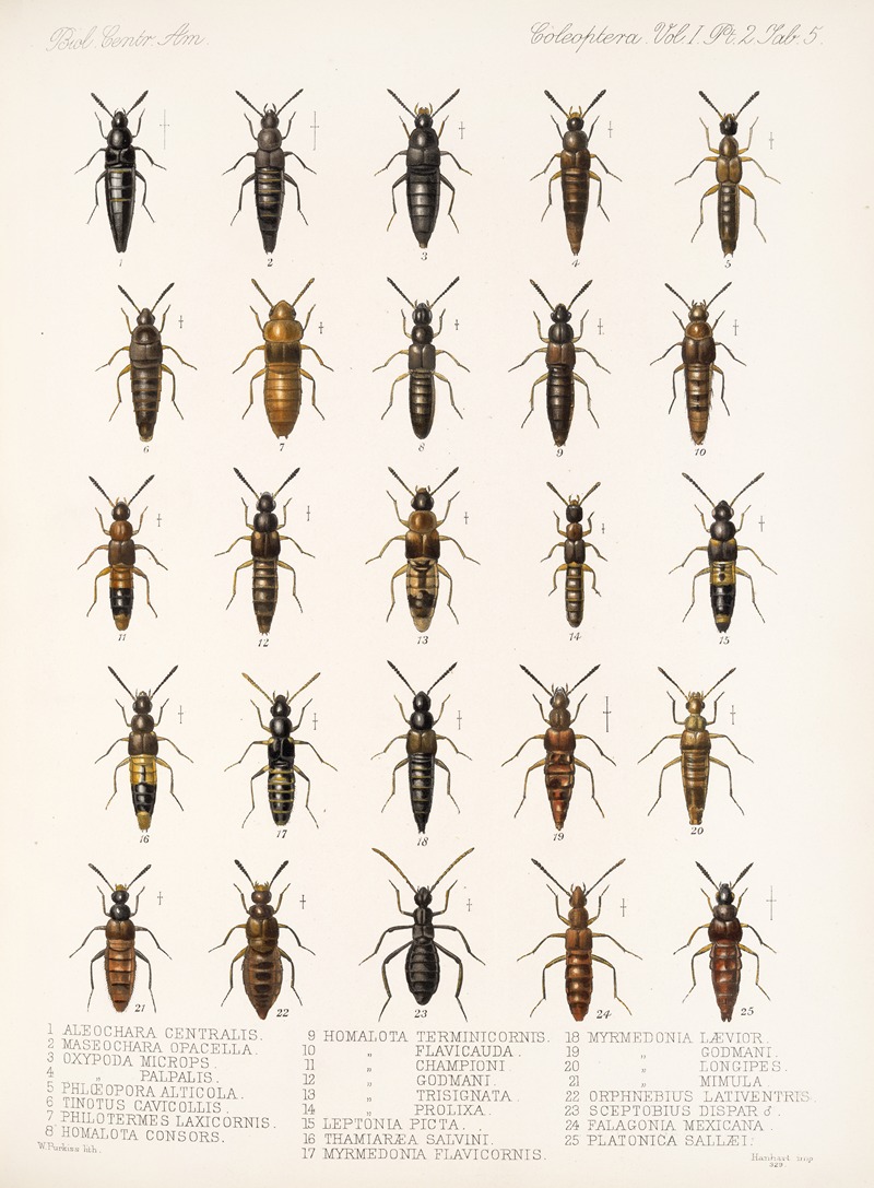 Frederick DuCane Godman - Insecta Coleoptera Pl 042