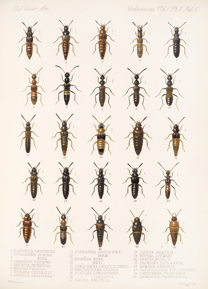 Frederick DuCane Godman - Insecta Coleoptera Pl 043