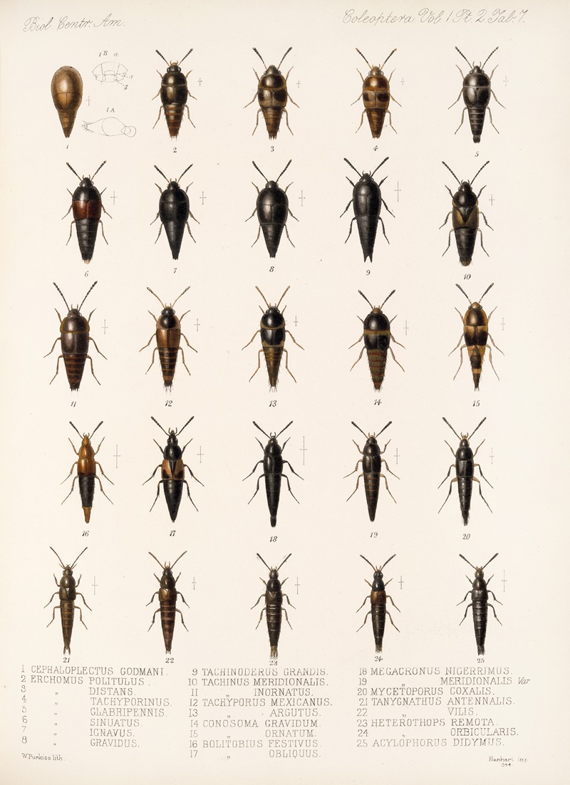 Frederick DuCane Godman - Insecta Coleoptera Pl 044