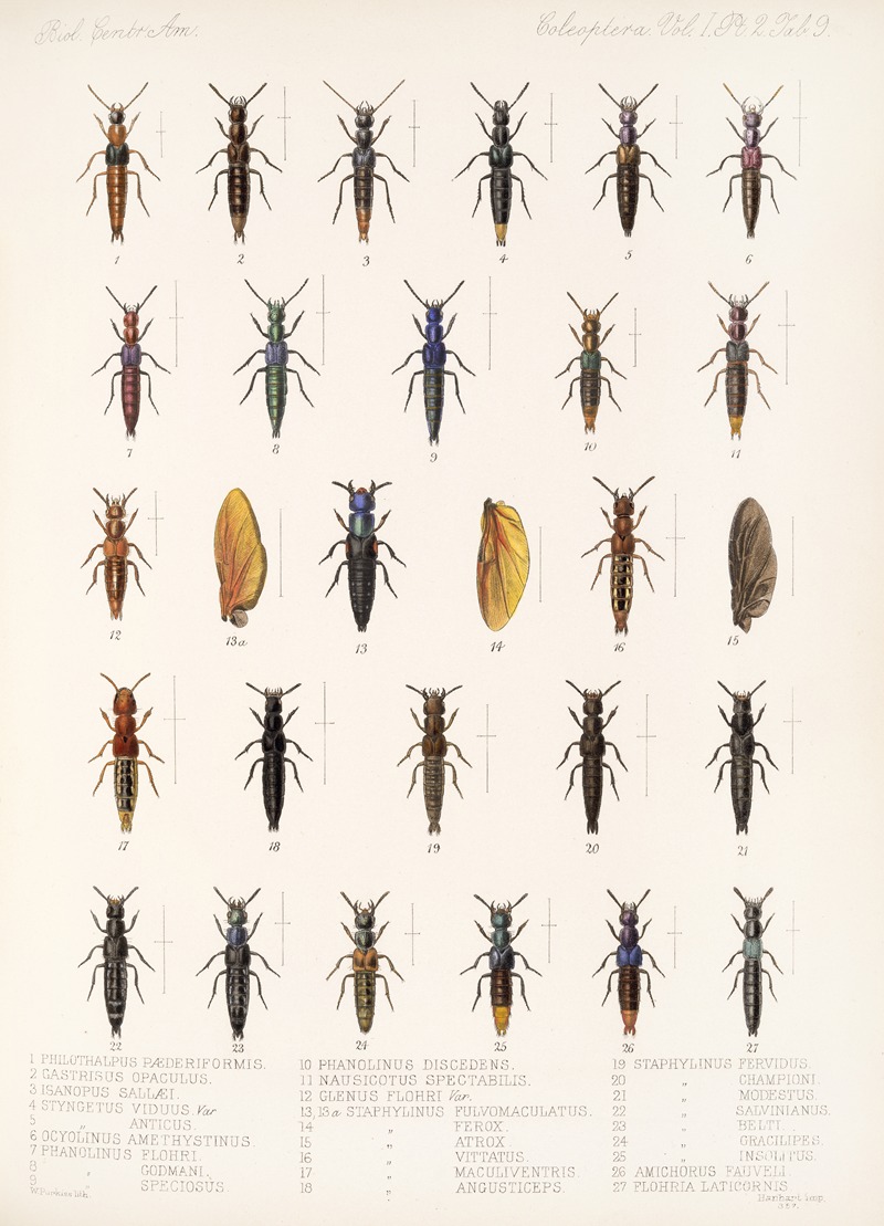 Frederick DuCane Godman - Insecta Coleoptera Pl 046
