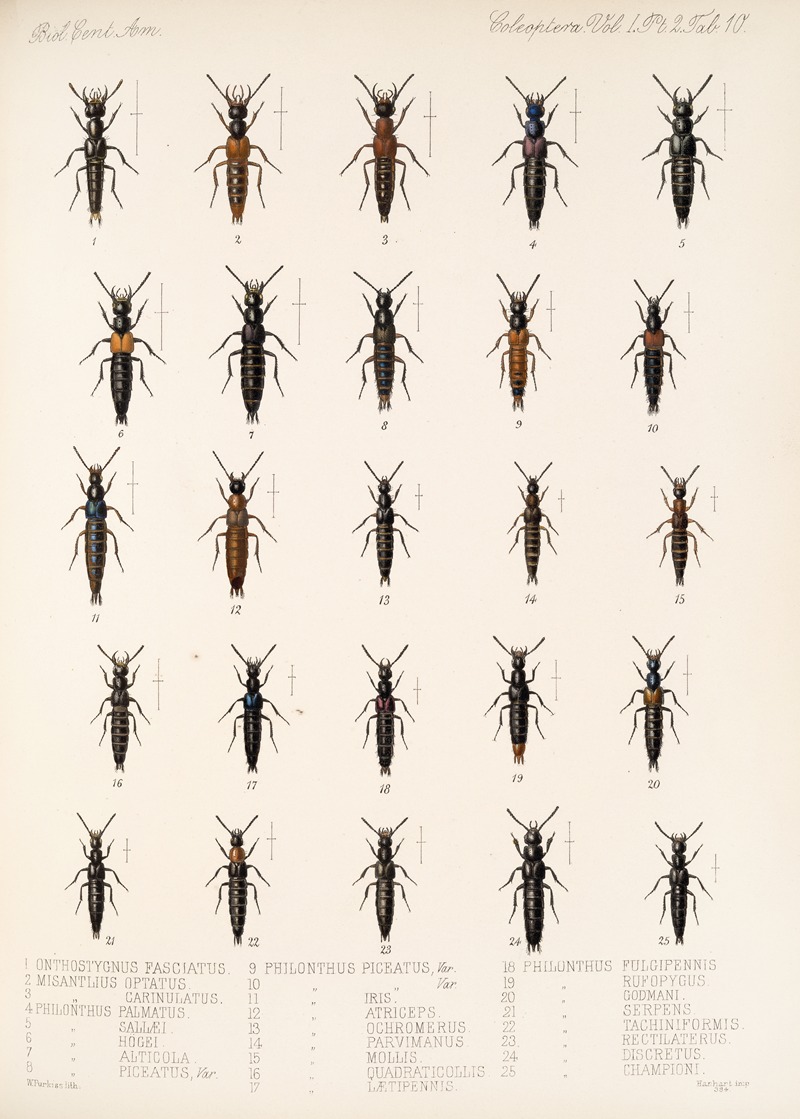 Frederick DuCane Godman - Insecta Coleoptera Pl 047