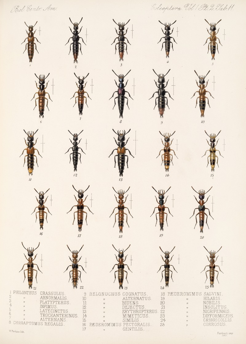 Frederick DuCane Godman - Insecta Coleoptera Pl 048