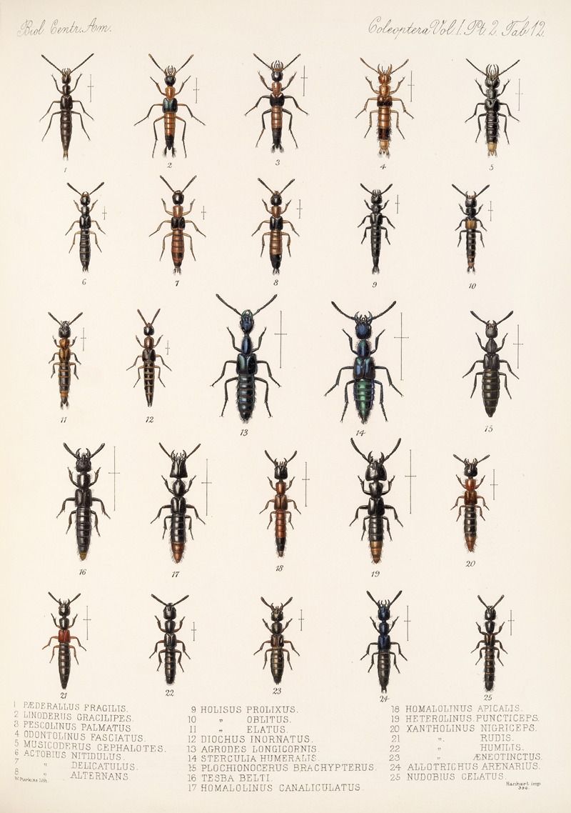 Frederick DuCane Godman - Insecta Coleoptera Pl 049