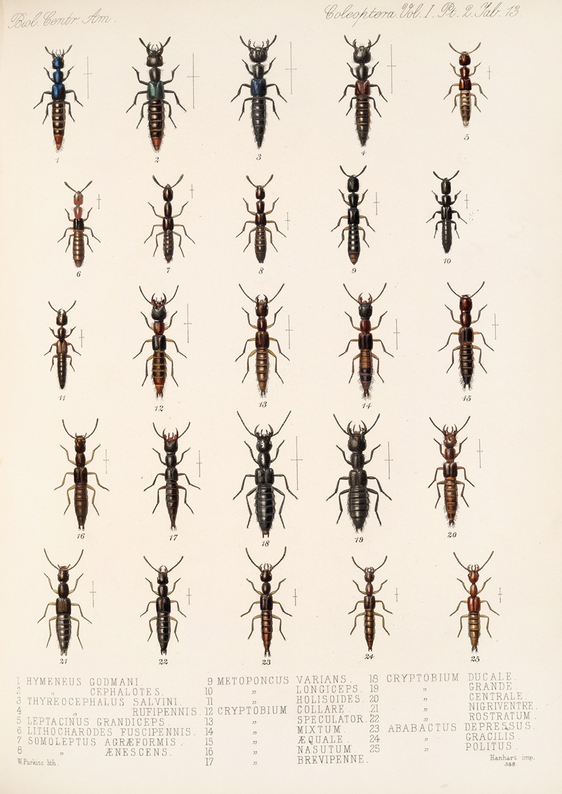 Frederick DuCane Godman - Insecta Coleoptera Pl 050