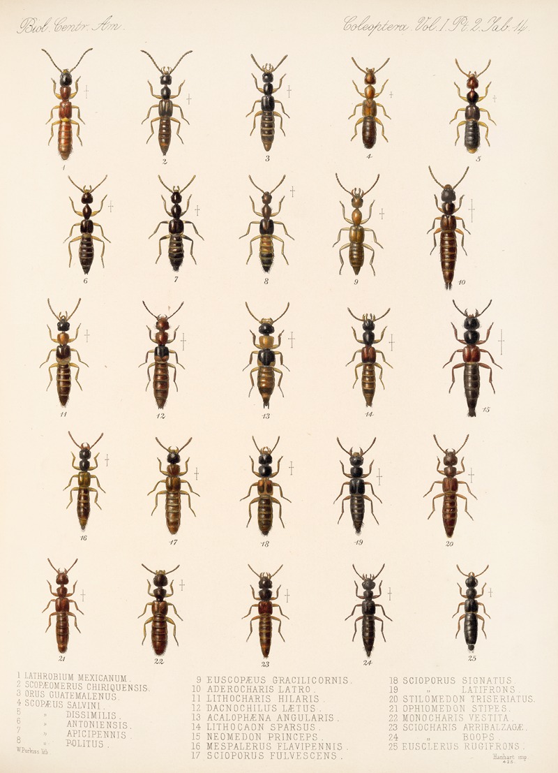 Frederick DuCane Godman - Insecta Coleoptera Pl 051