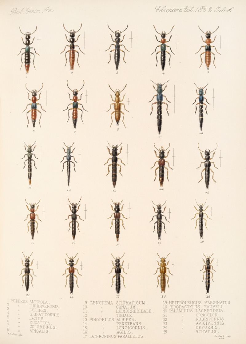 Frederick DuCane Godman - Insecta Coleoptera Pl 053