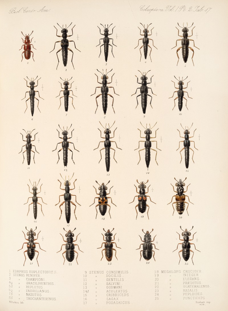 Frederick DuCane Godman - Insecta Coleoptera Pl 054