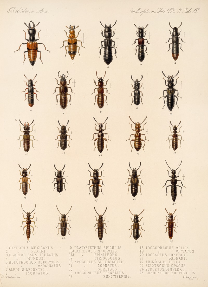 Frederick DuCane Godman - Insecta Coleoptera Pl 055