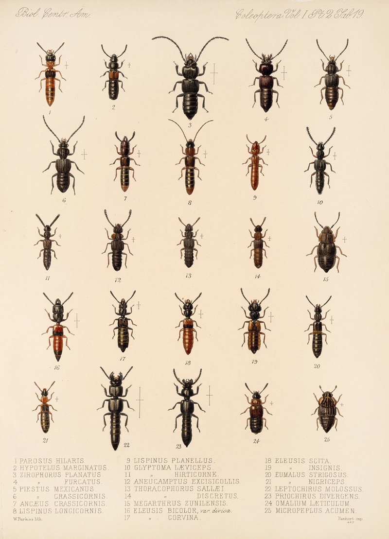 Frederick DuCane Godman - Insecta Coleoptera Pl 056